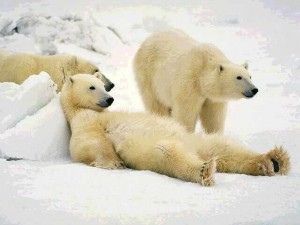 3-lazy-polar-bears